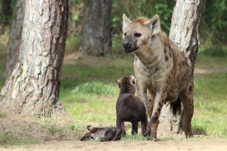 a hyena and a baby sitting in the woods