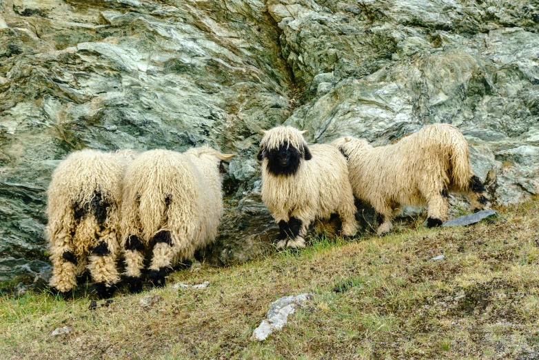 there are three gy sheep grazing by the rocks