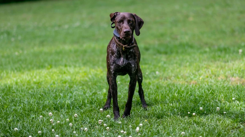 the dog has a stick in its mouth