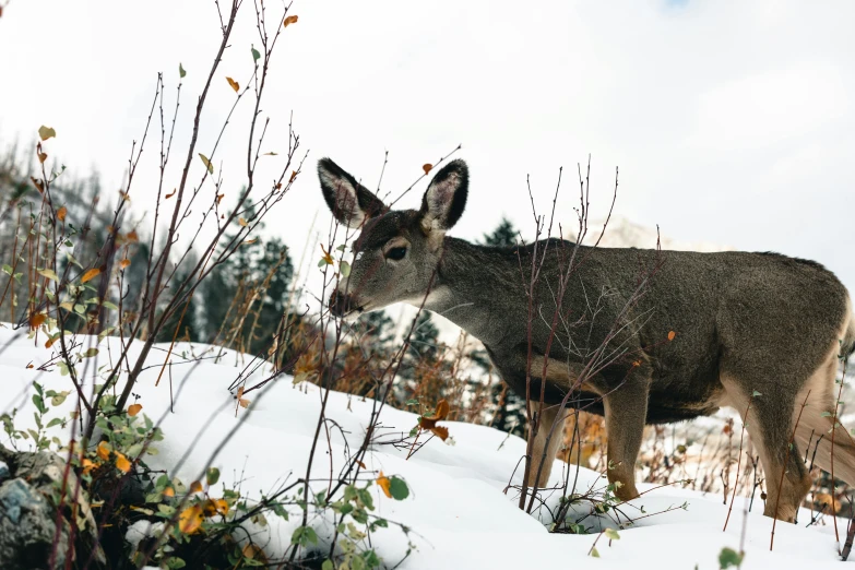 a large gray animal standing on top of a snow covered hillside