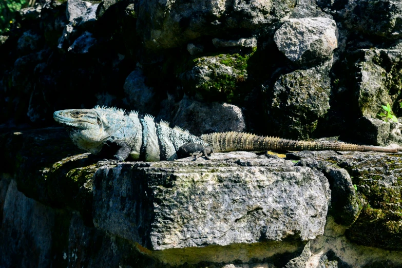 an iguana sits on the side of rocks