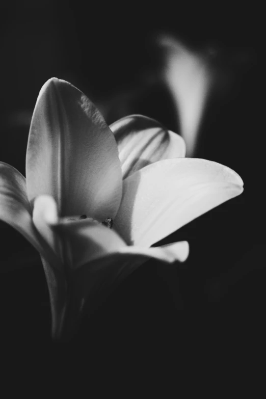 an black and white po of a single flower