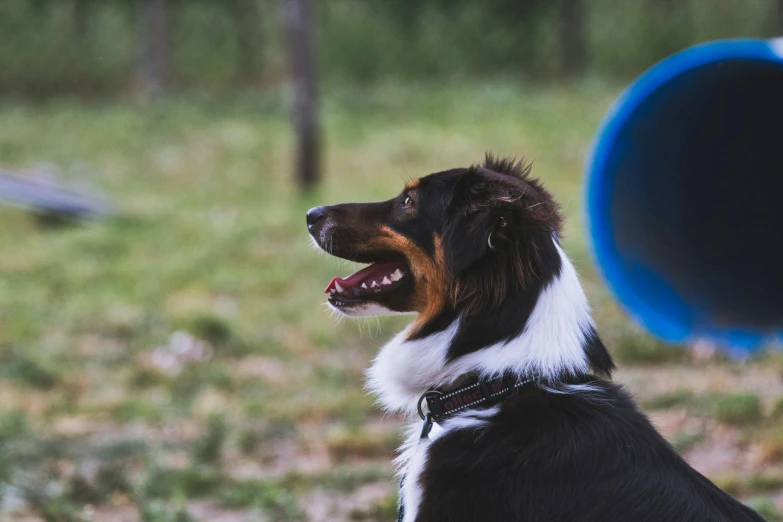 the dog is staring at his surroundings