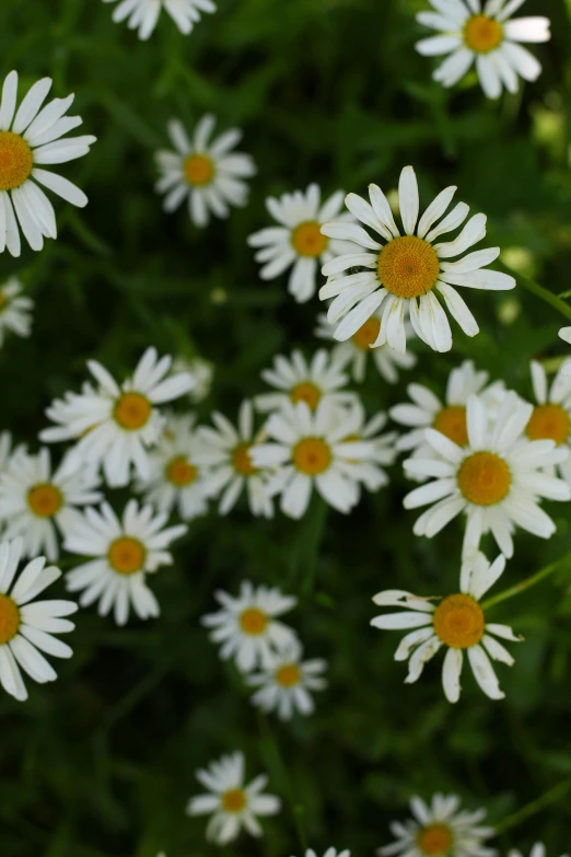 a closeup s of many small white daisies