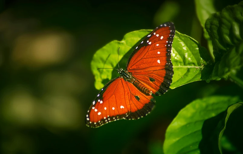 an orange erfly sits on a green leaf