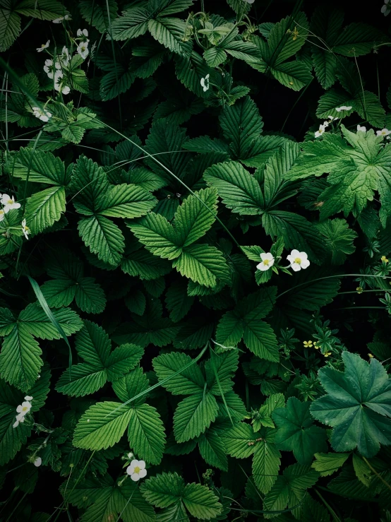 a green plant with white flowers in the middle