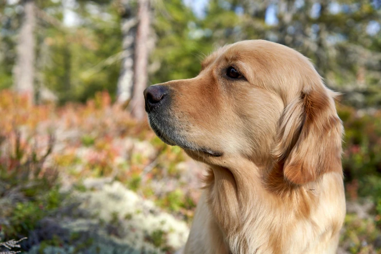 a dog that is sitting down in the grass