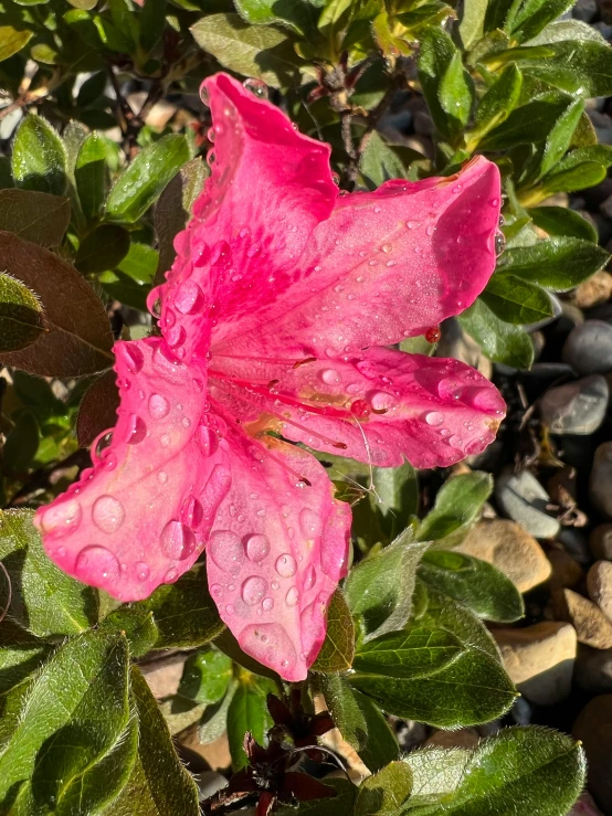 the petals of a pink flower are covered in water droplets