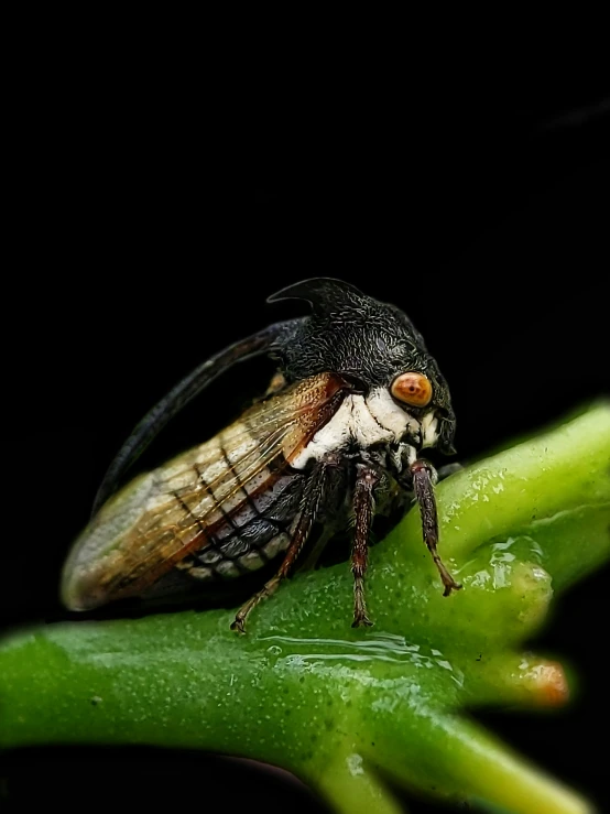 fly insect on flower bud with black background