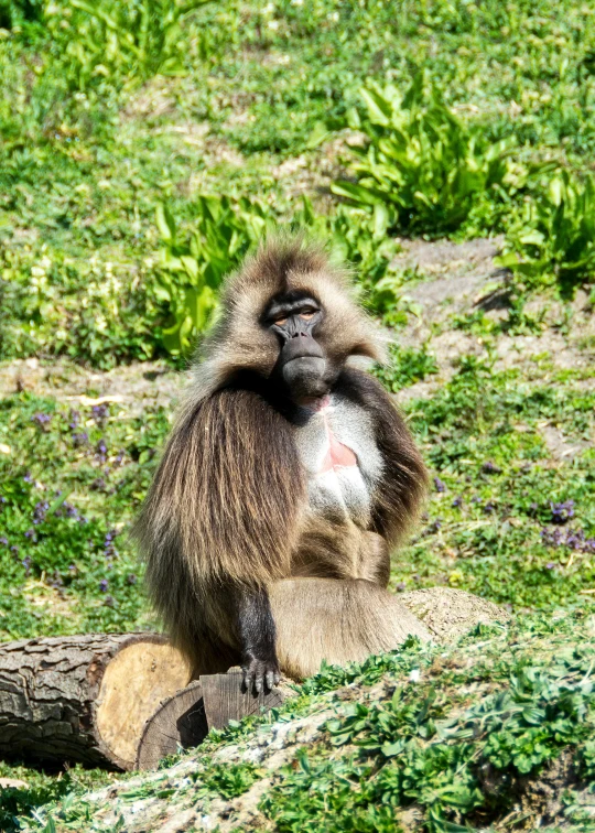 a monkey that is sitting down and looking at soing