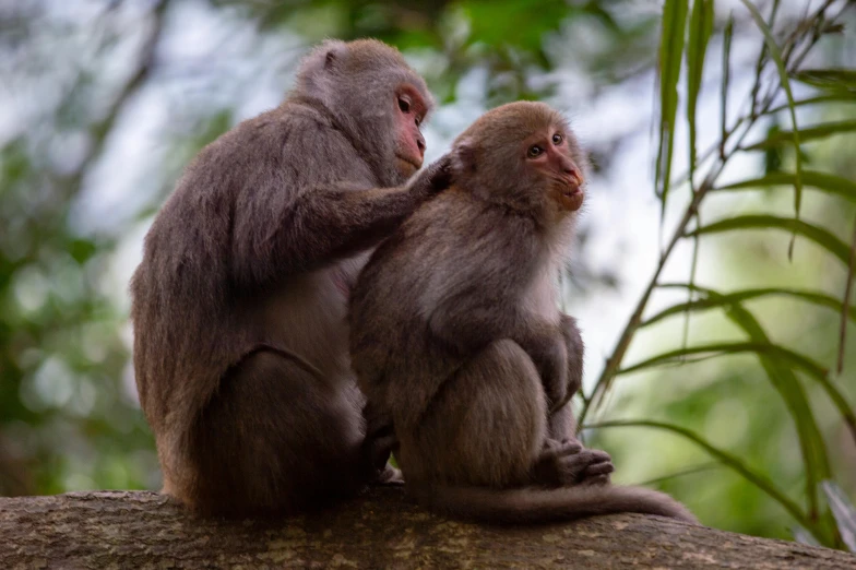 two monkeys on tree nch near leaves and trees