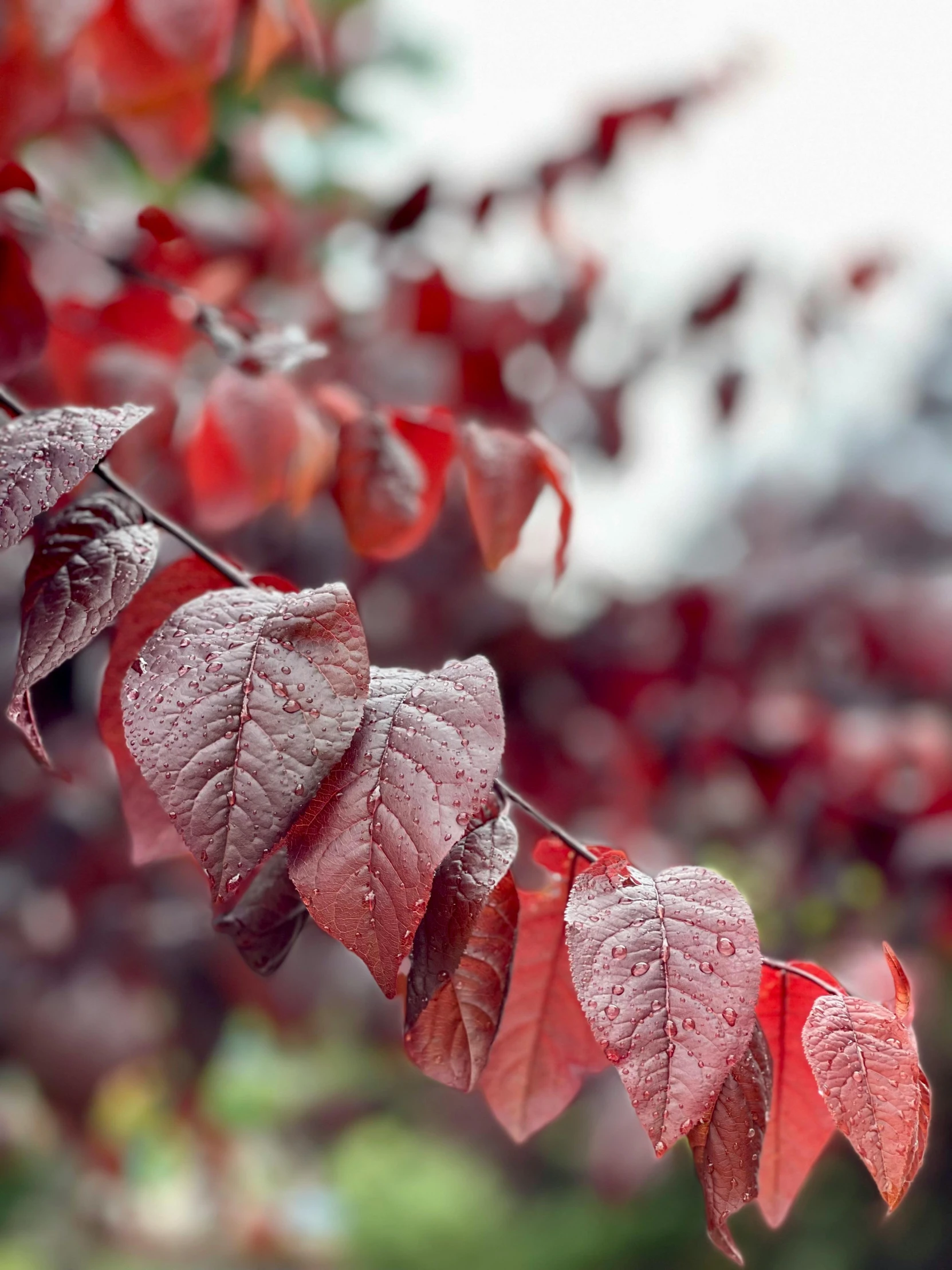 red and white leaves with rain drops on them