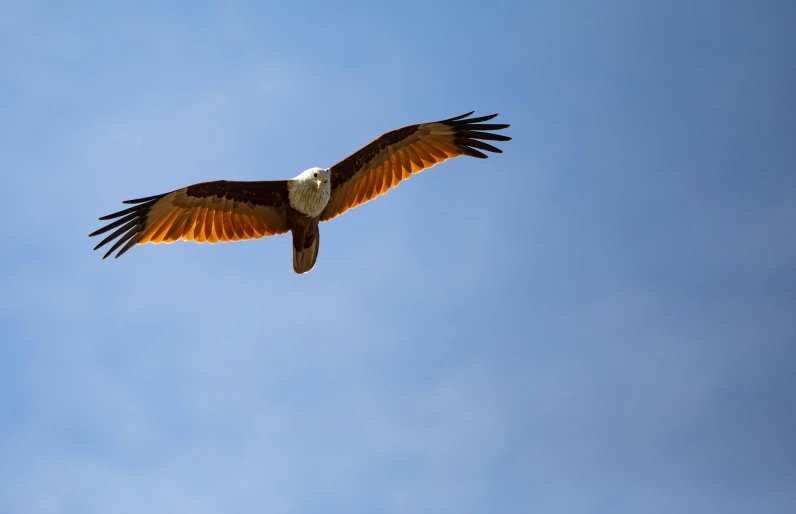 the large eagle is soaring through the blue sky