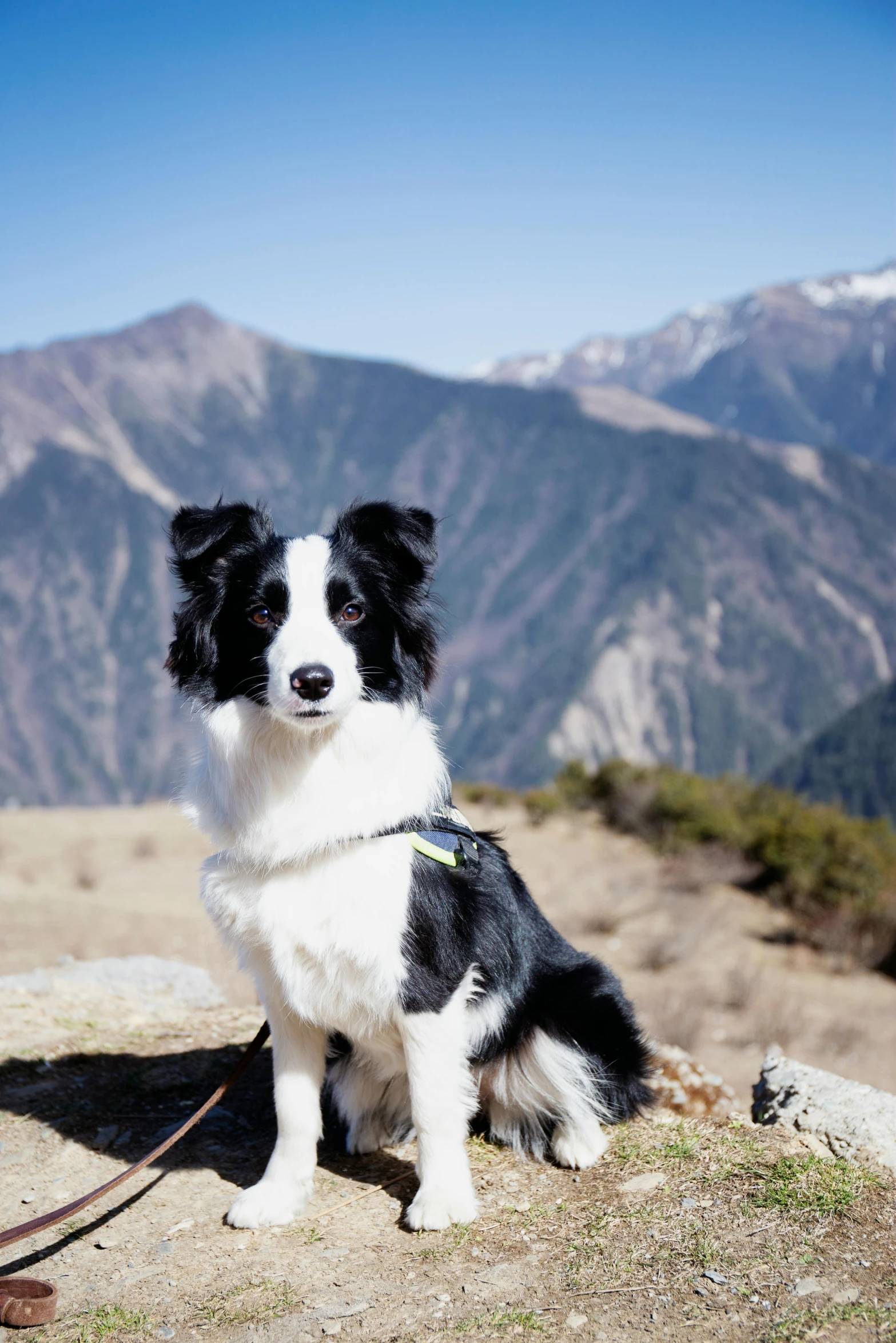 a black and white dog is sitting on top of a mountain