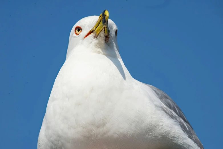 a seagull with a long beak and orange eyes
