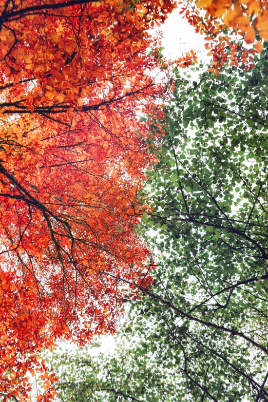 several different trees that are next to each other