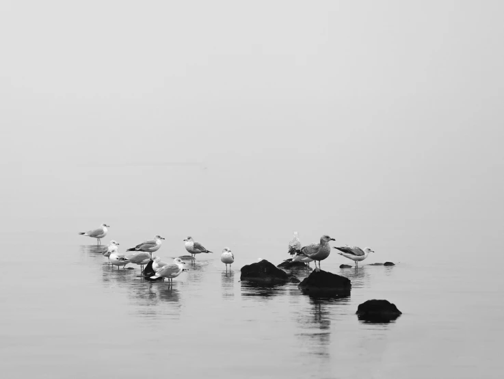 a group of birds on rocks in the water