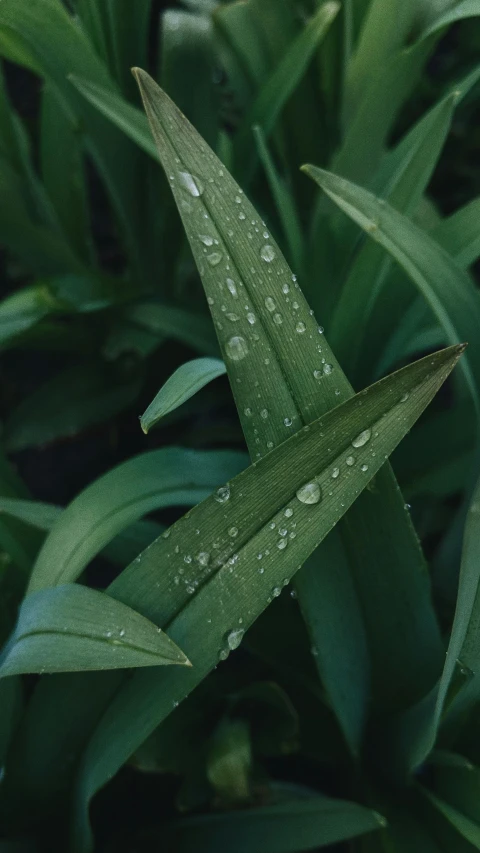 a leaf that has dew on it