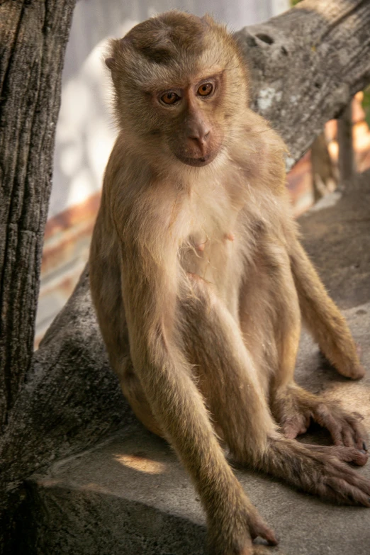 a small brown monkey sitting on top of a cement wall