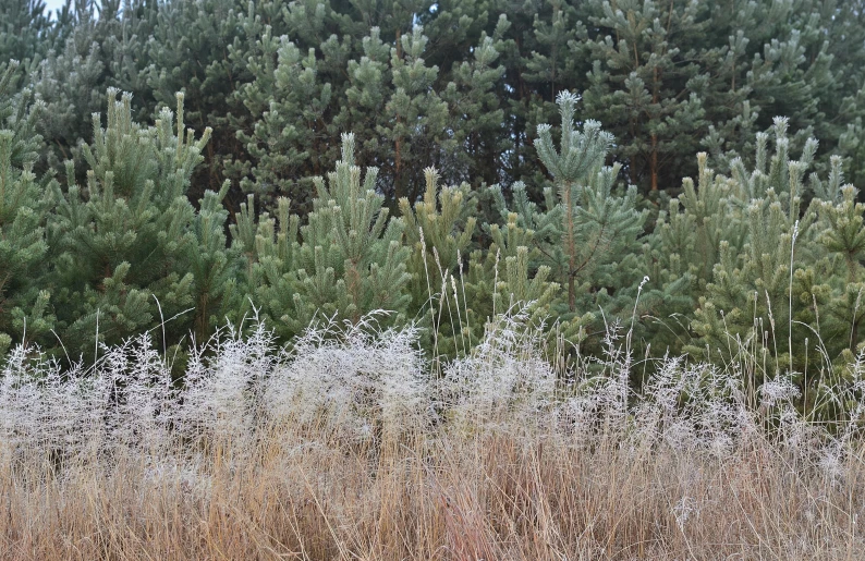 a field covered in white flowers next to a forest