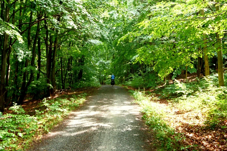 a path in a wooded area near the woods