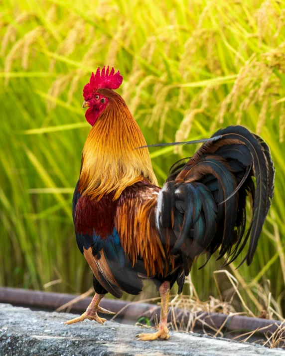 a rooster with a colorfully colored tail walks through the grass