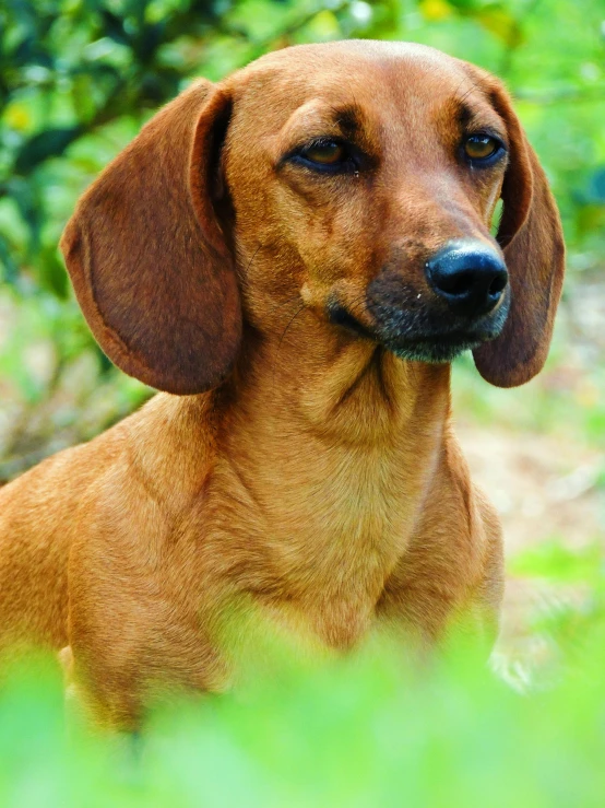 a dog that is standing in the grass