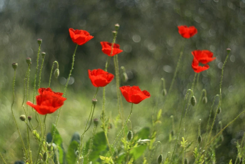 red poppys in the midst of a green field