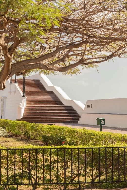 a walkway with a tree and stairs on the side