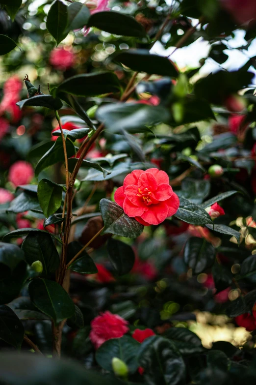 a red flower with green leaves and bright light in the background