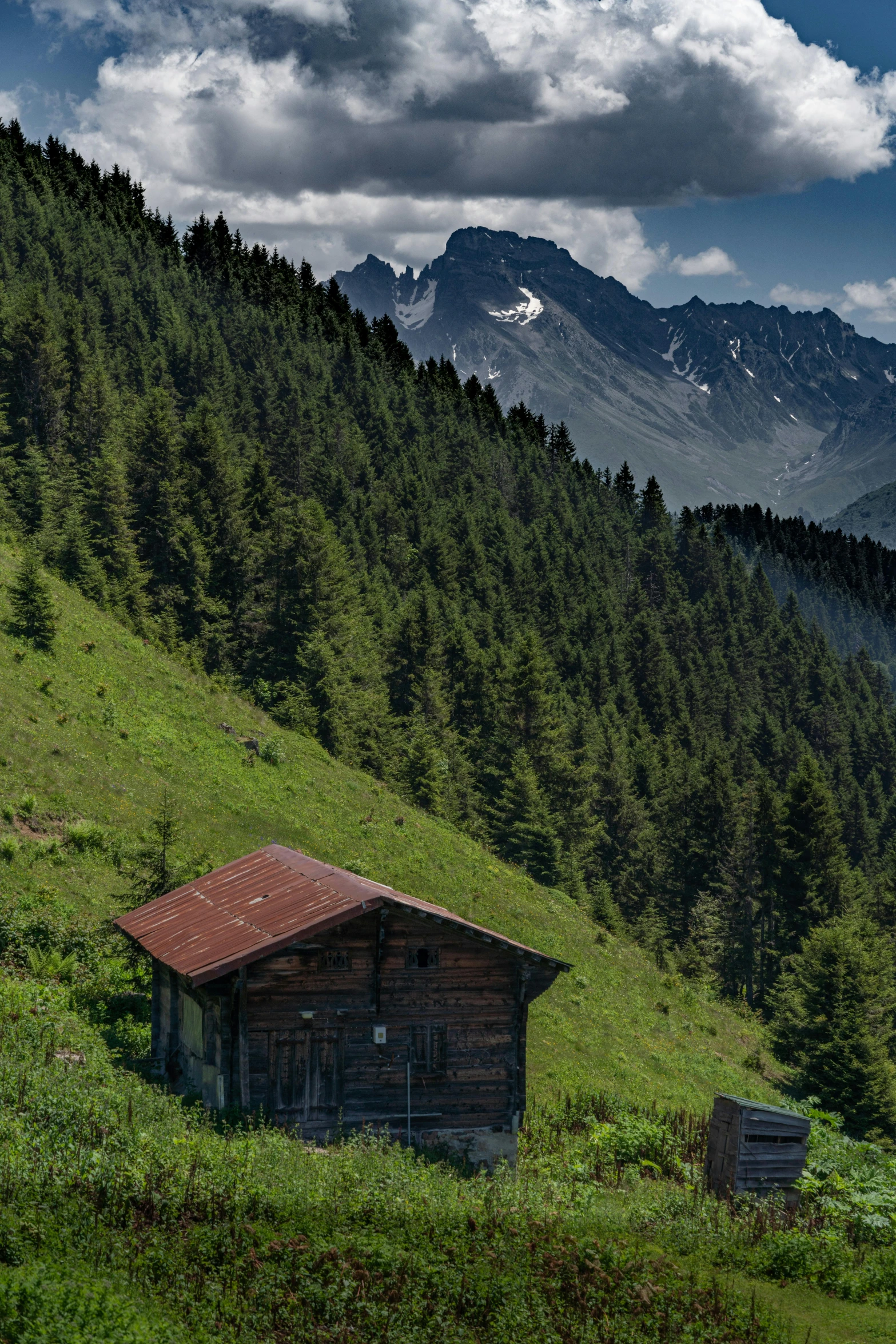 the cabin is nestled in the field of trees