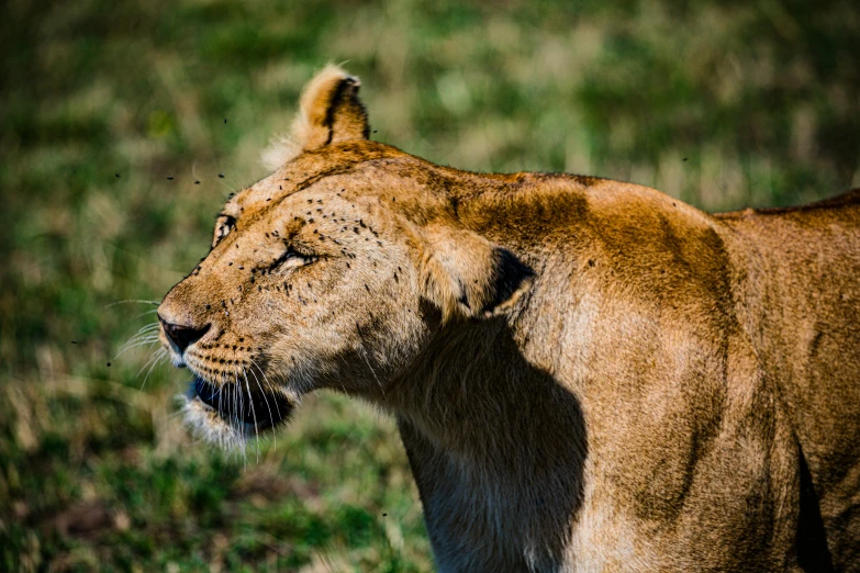 closeup of a male lion in a grassy field