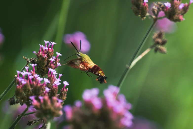 a small humming bird perched on some pink flowers