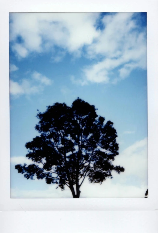 a large tree is shown on a partly cloudy day