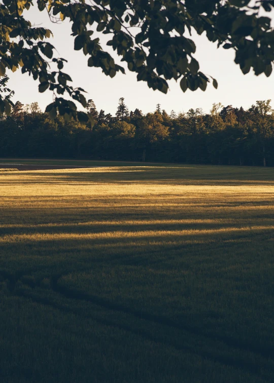 the view of a field with a forest in the distance