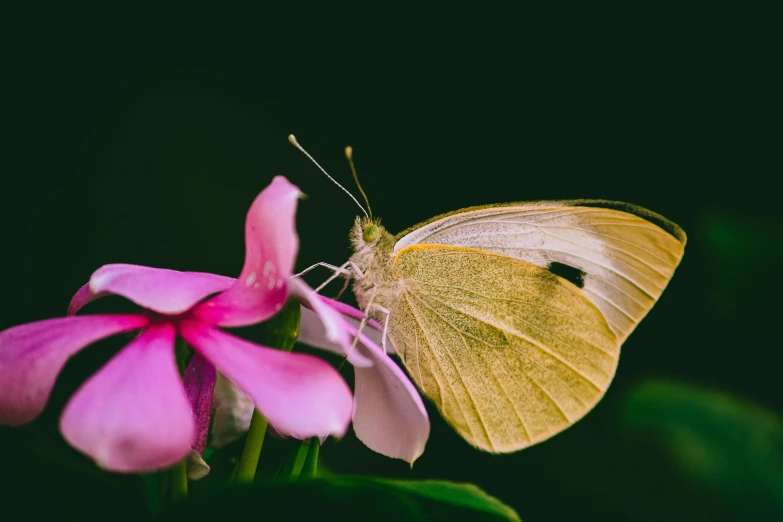 a yellow erfly sits atop a pink flower