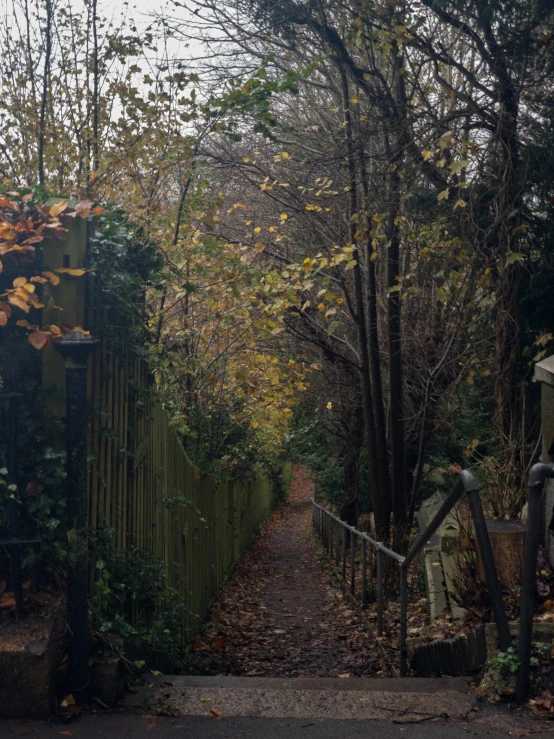 an old overgrown pathway leading through woods