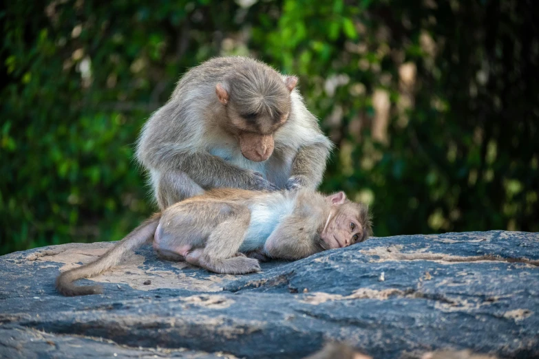 a mother monkey plays with her baby on the rocks