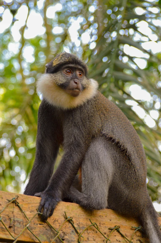 a monkey sitting on top of a wooden fence