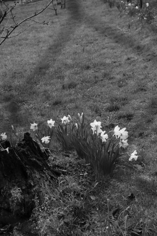 a tree stump sitting next to a field with flowers