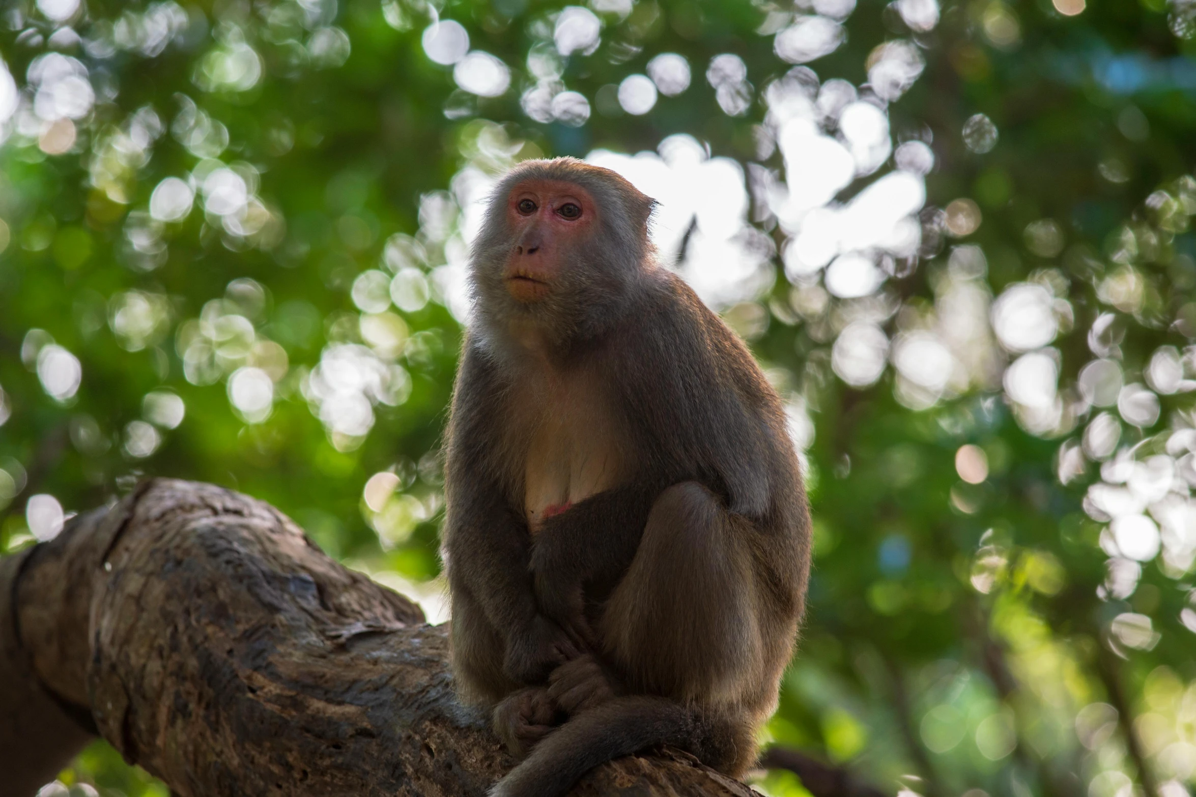 a monkey is sitting on the nch of a tree