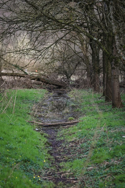 a stream running through a lush green forest