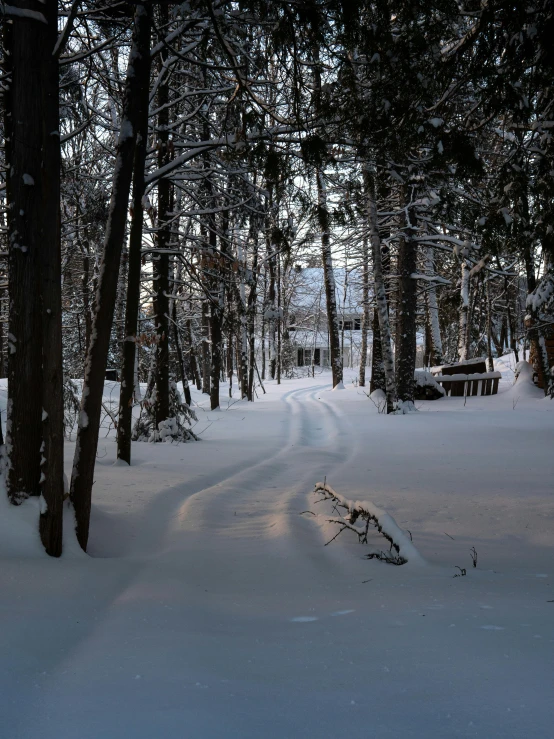 a trail in the woods covered with snow