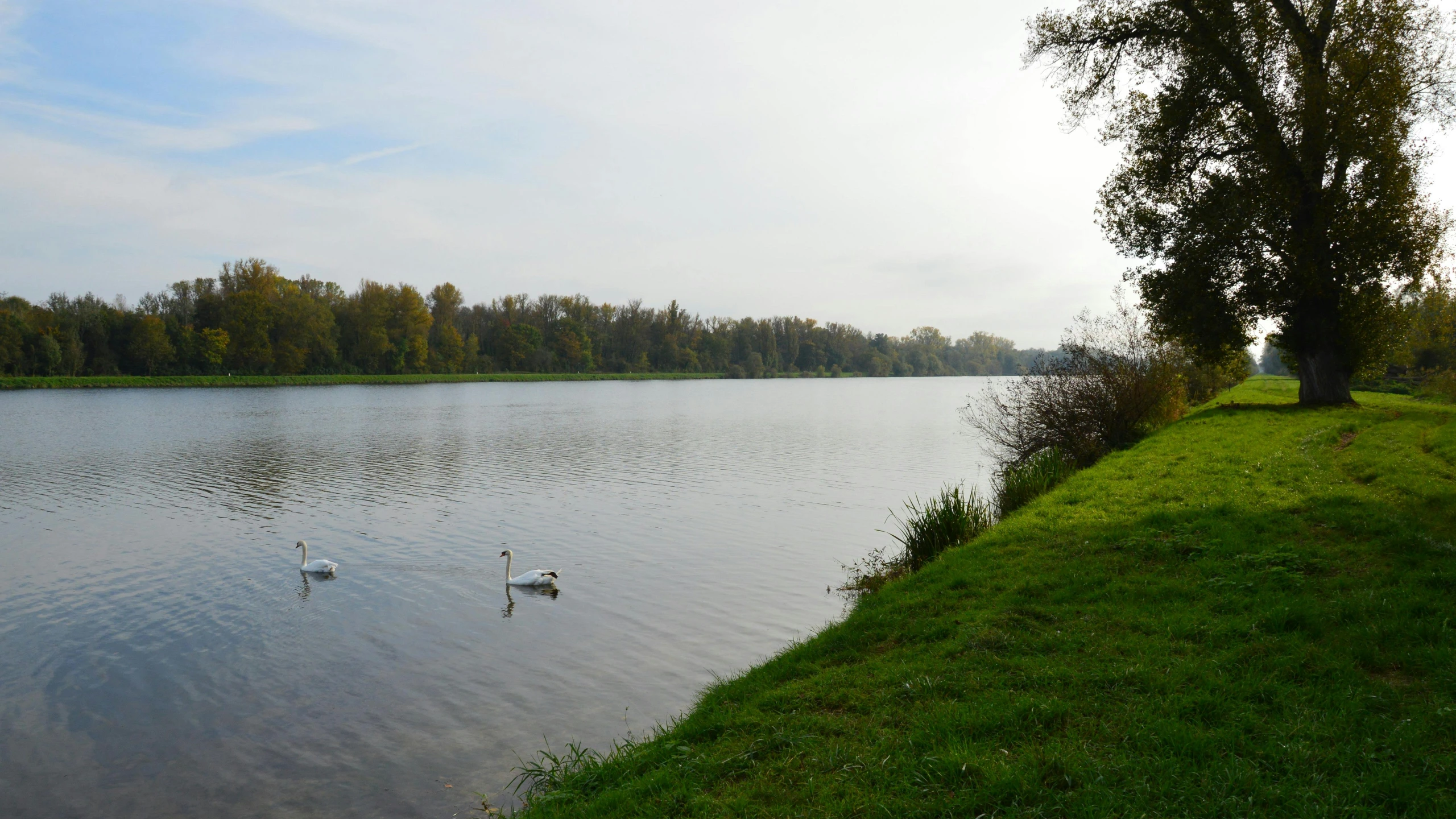 three geese are swimming in a river