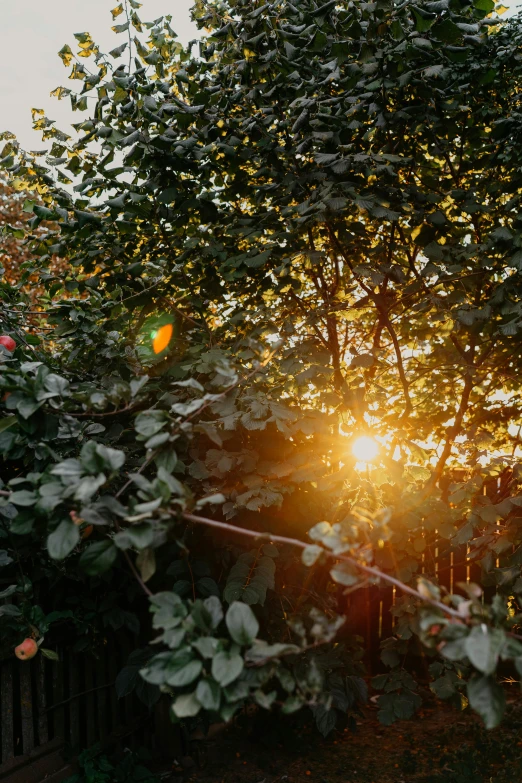 the setting sun is shining through the leaves on trees