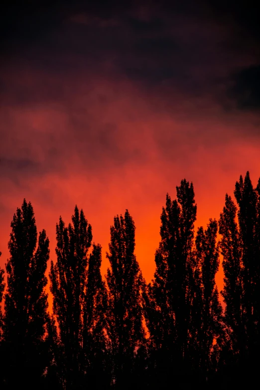 a bright red sky shines behind the tops of trees