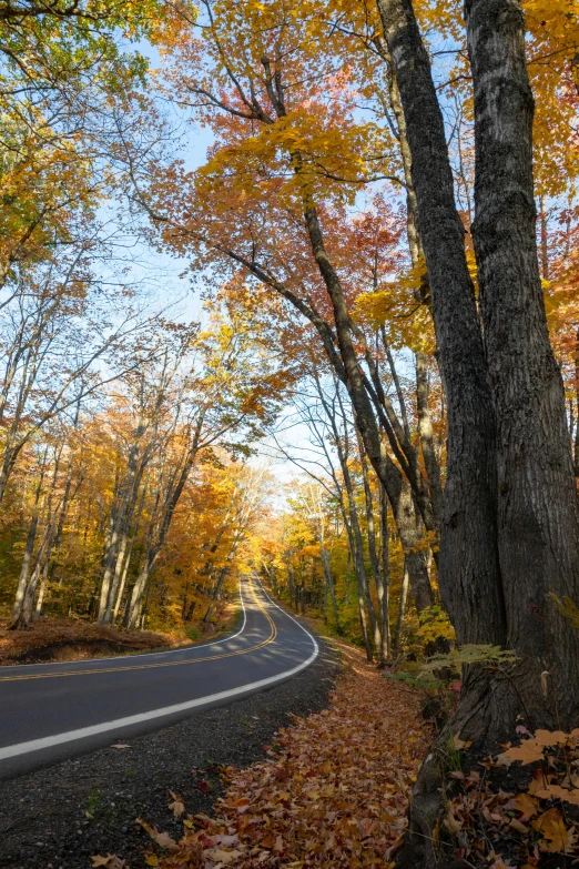 a narrow country road surrounded by colorful trees