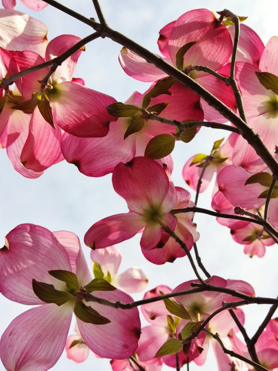 a nch with pink flowers growing in the sky