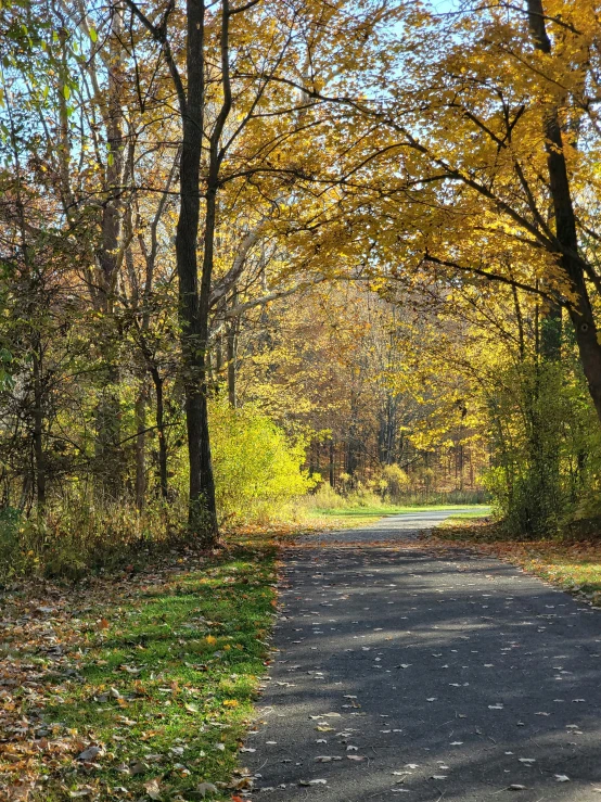 a road in the woods lined with trees