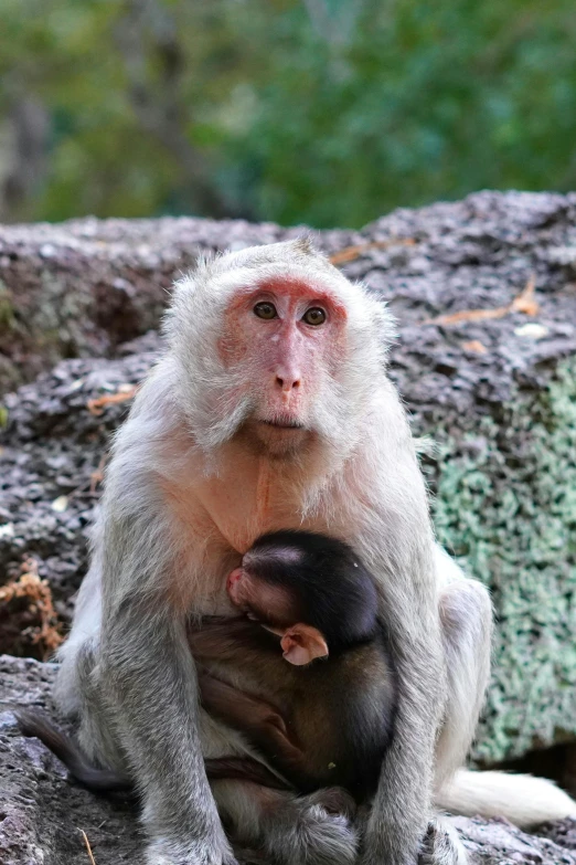 a long - haired monkey holds a small infant monkey on the rocks